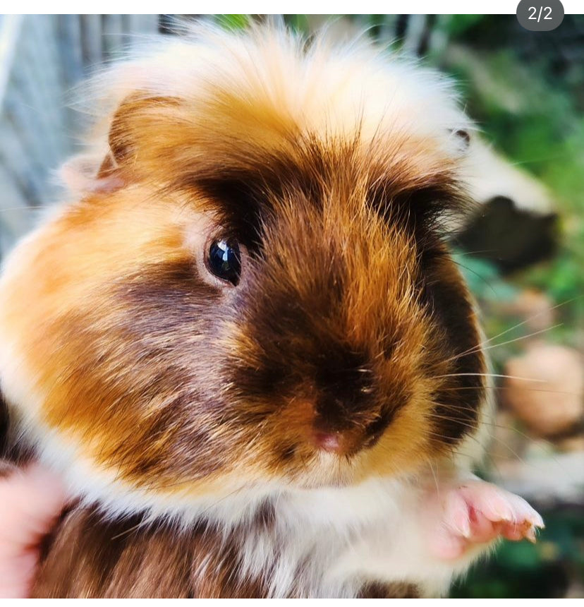 Fundraiser for Navy Rabbit!