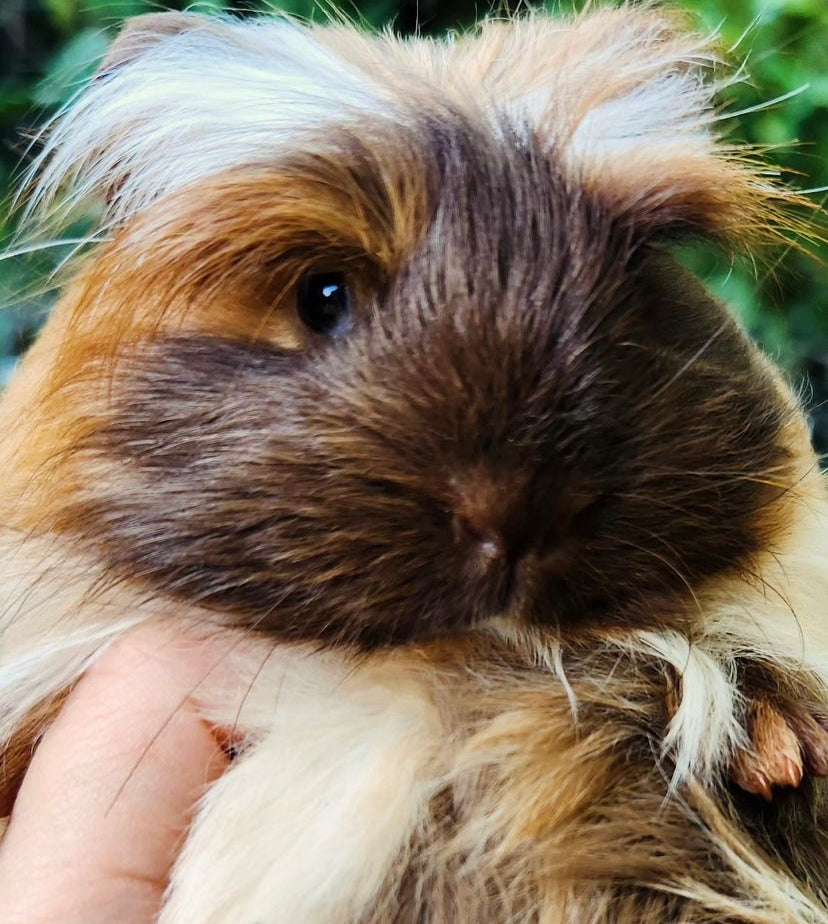 Fundraiser for Navy Rabbit!